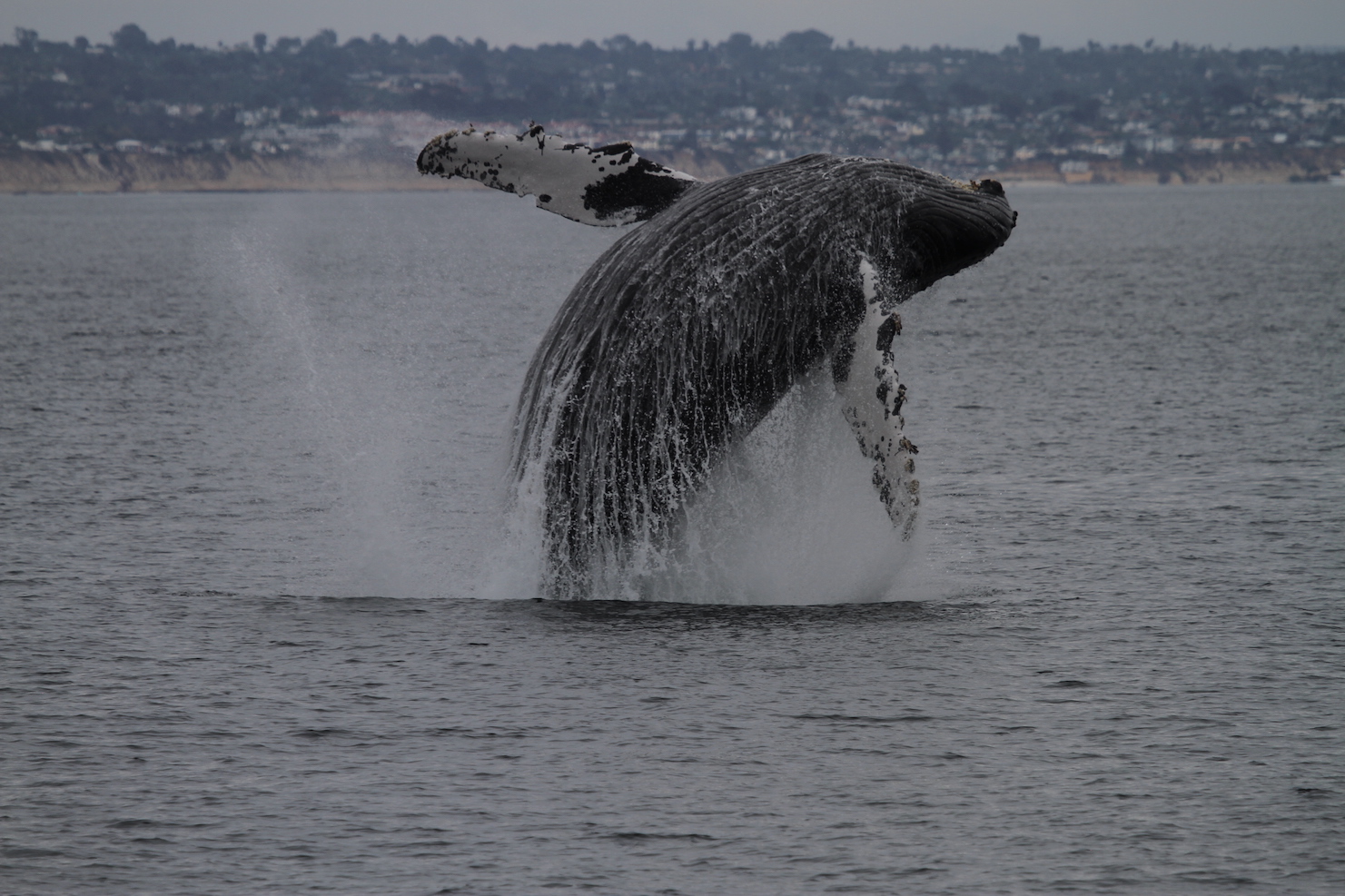 A big whale jumping out of the ocean