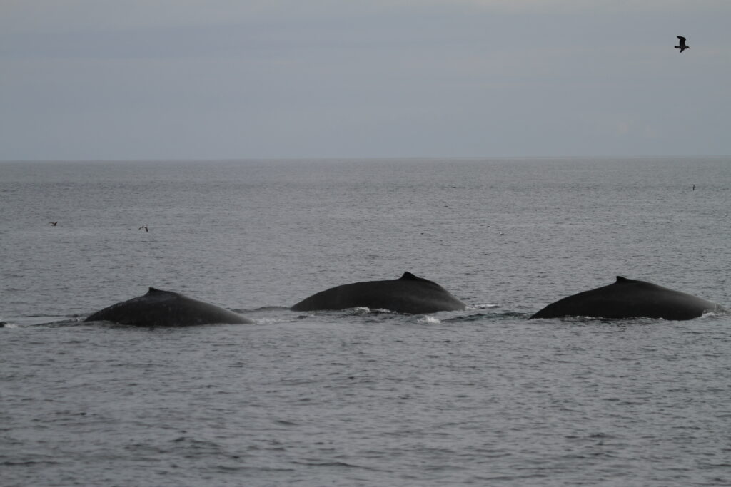 How To Go Whale Watching In Oceanside | Mission Pacific Blog