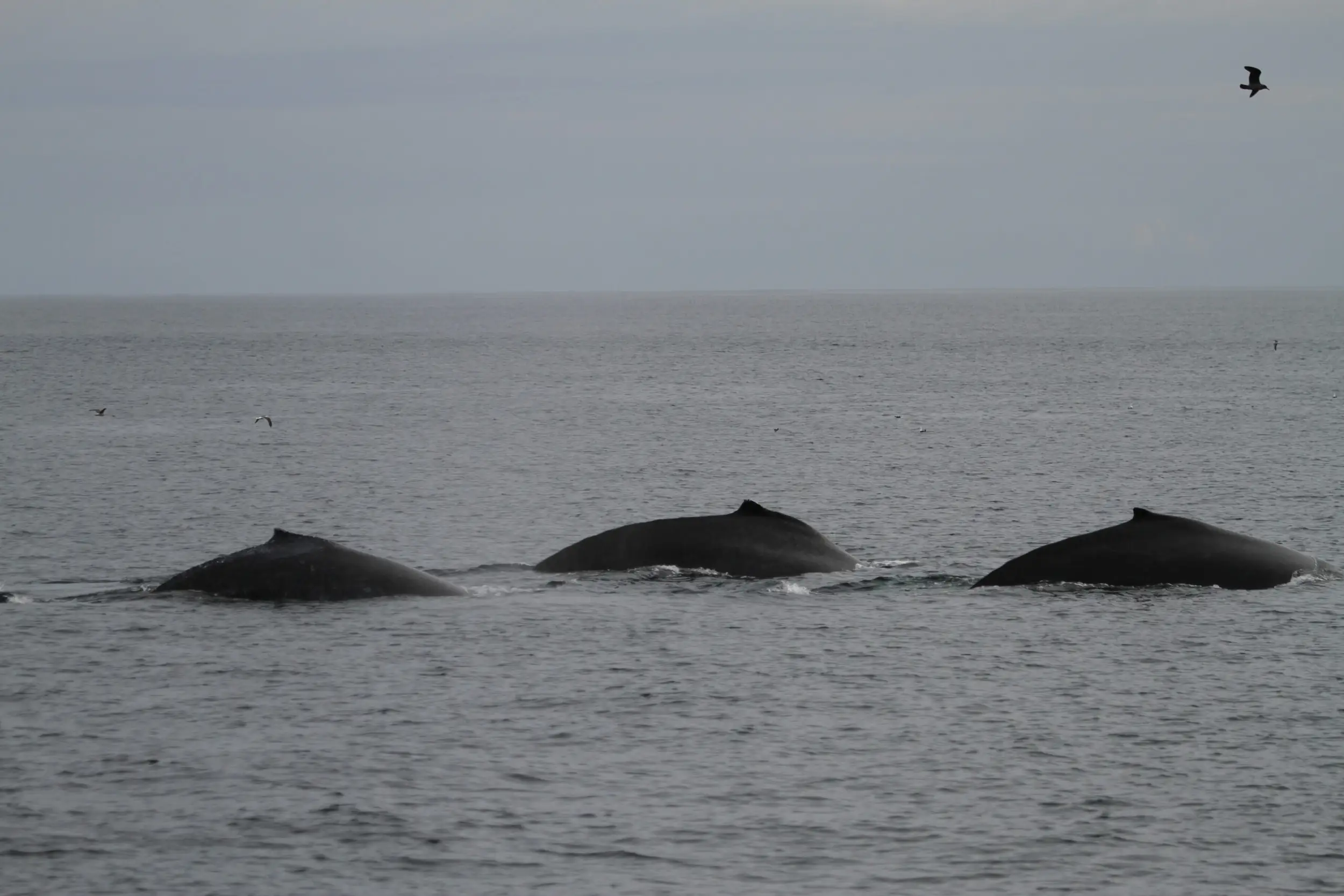 String of three whales