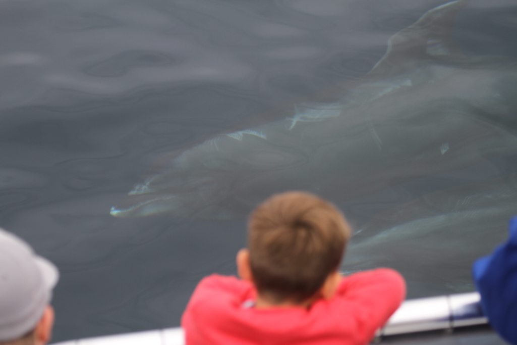Boy overlooking whale