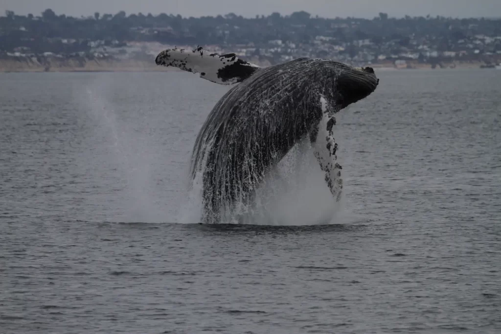 Whale watching in oceanside