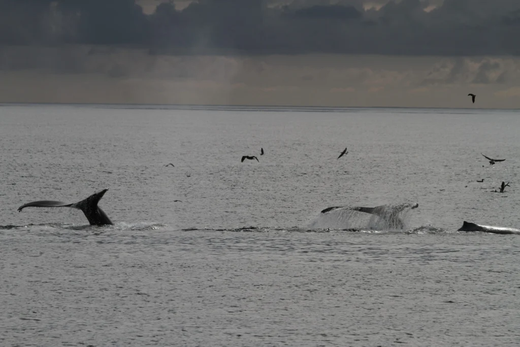 Whales and birds in the sea