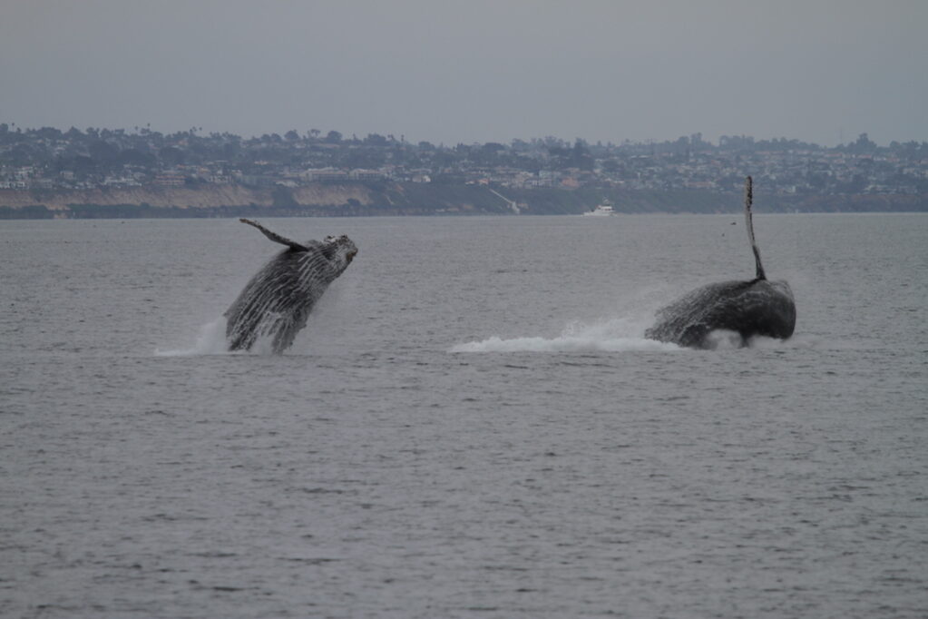 Whale besties