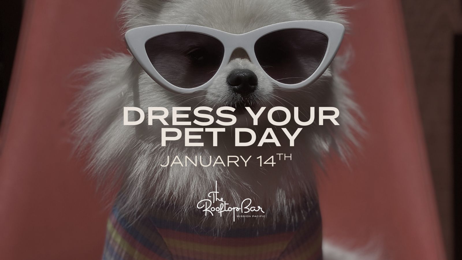 Photo of a dog in sunglasses and a sweater